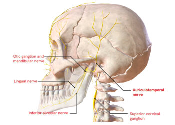 A New Perspective on the Auriculotemporal Nerve, the Temporomandibular Joint, and Hearing: The Atlas Therapy Approach