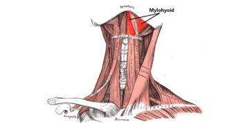 Mylohyoid Muscle and Hearing Loss: Possible Connections and Daily Precautions