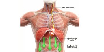 The Importance of Diaphragm and Vagus Nerve Practices