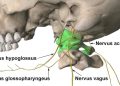 Psychogenic Stress, Cervical Hypertonicity, and Atlas Induced Vagus Nerve Compression: A Neurobiomechanical Analysis