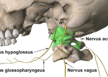 Psychogenic Stress, Cervical Hypertonicity, and Atlas Induced Vagus Nerve Compression: A Neurobiomechanical Analysis