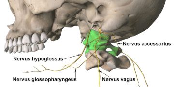 Psychogenic Stress, Cervical Hypertonicity, and Atlas Induced Vagus Nerve Compression: A Neurobiomechanical Analysis
