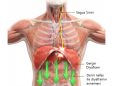 Diyafram ve Vagus Siniri Çalışmalarının Önemi