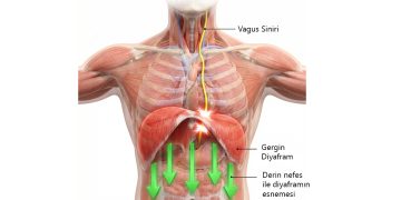 Diyafram ve Vagus Siniri Çalışmalarının Önemi