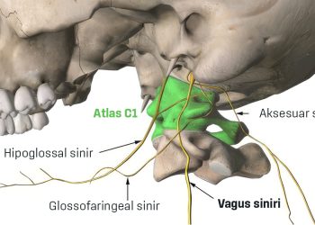 Psikojenik Stres, Servikal Hipertonisite ve Atlas (C1) Omuru Kaynaklı Vagus Siniri Kompresyonu: Nörobiyomekanik Bir Analiz