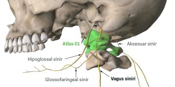 Psikojenik Stres, Servikal Hipertonisite ve Atlas (C1) Omuru Kaynaklı Vagus Siniri Kompresyonu: Nörobiyomekanik Bir Analiz