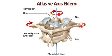 atlas