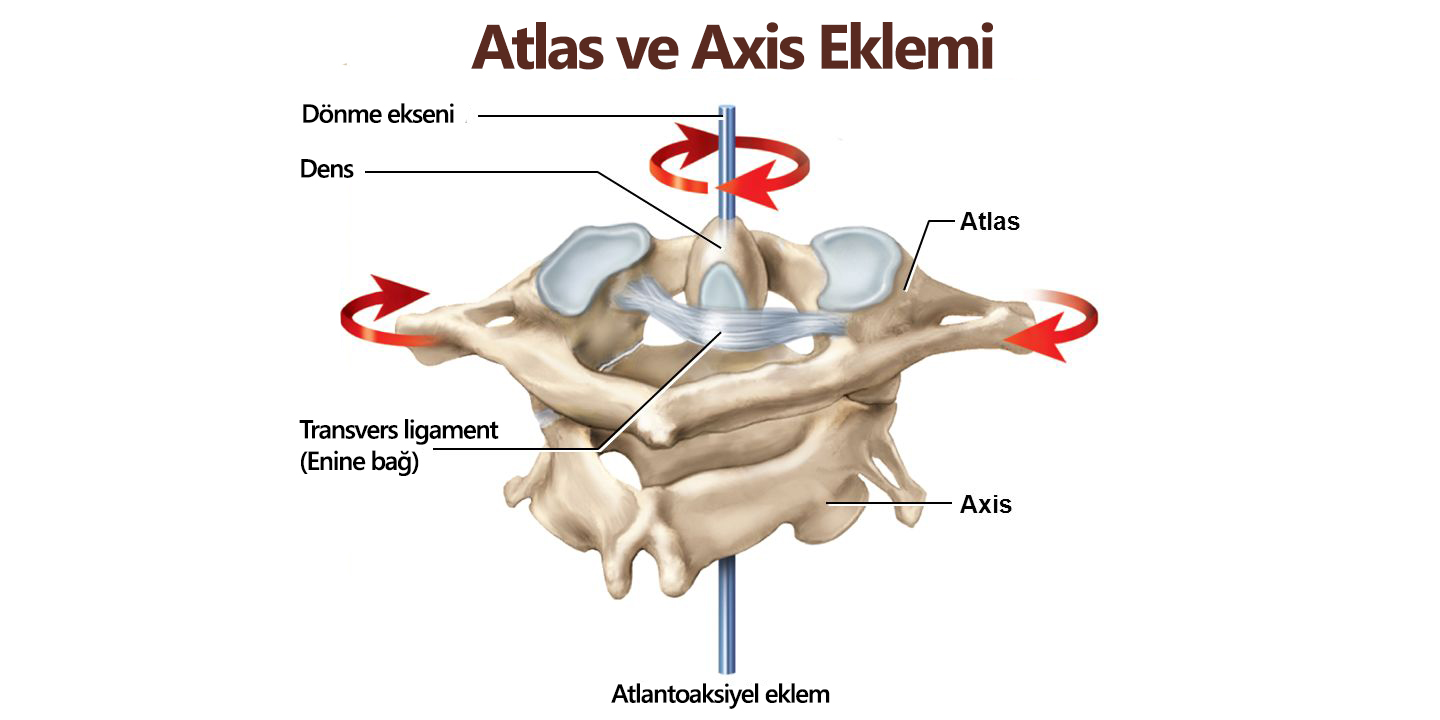 atlas